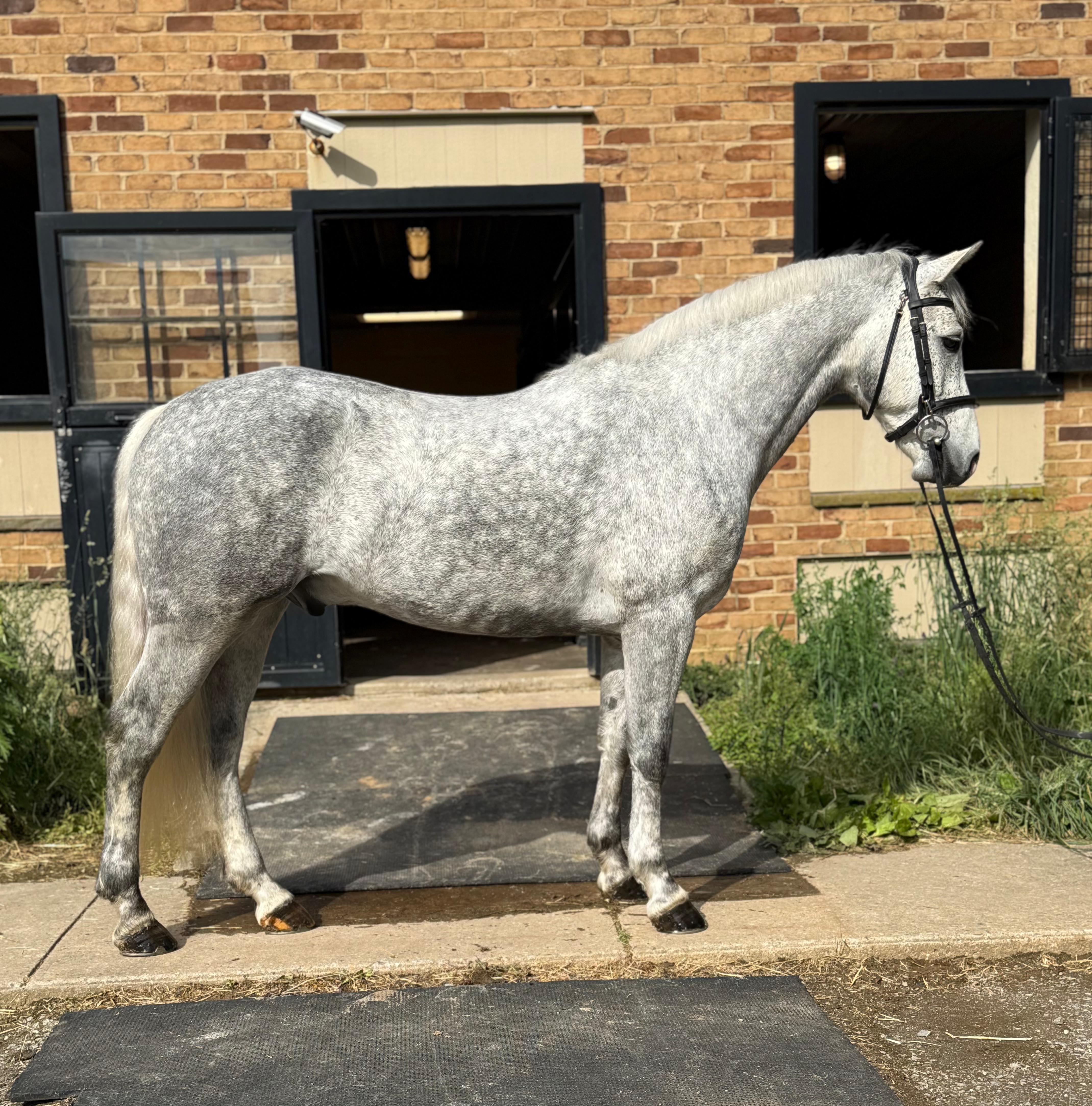 Ballylee Dash