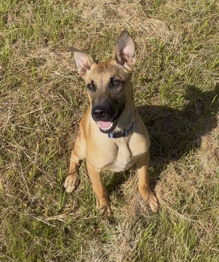 Miles, Chief Security Officer, a Belgian Malinois cross